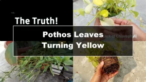 Why Are Your Pothos Leaves Turning Yellow? 6 Key Reasons - Featured Image