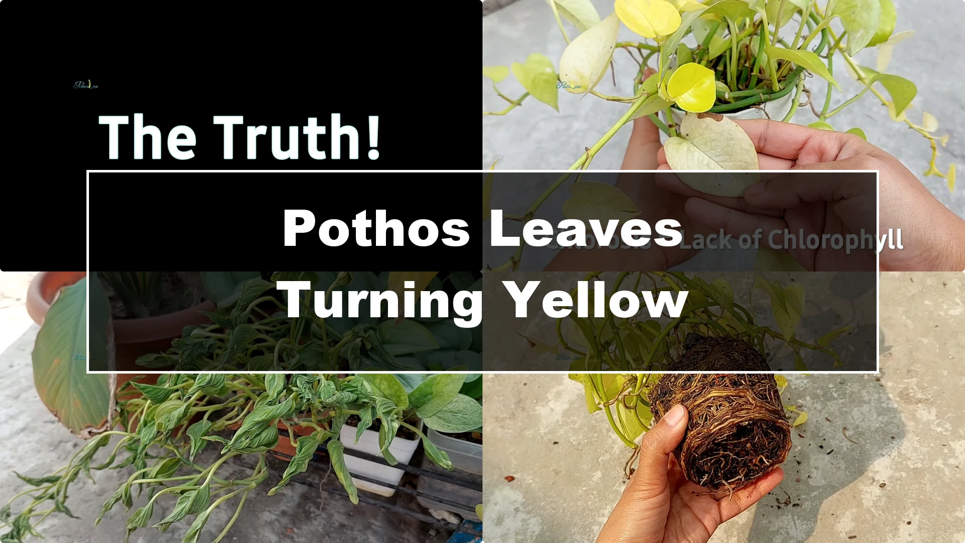 Why Are Your Pothos Leaves Turning Yellow? 6 Key Reasons - Featured Image