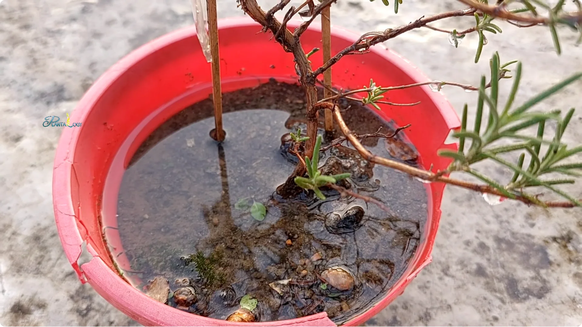 Why Are Your Rosemary Leaves Turning Brown? Key Care Tips screenshot 1