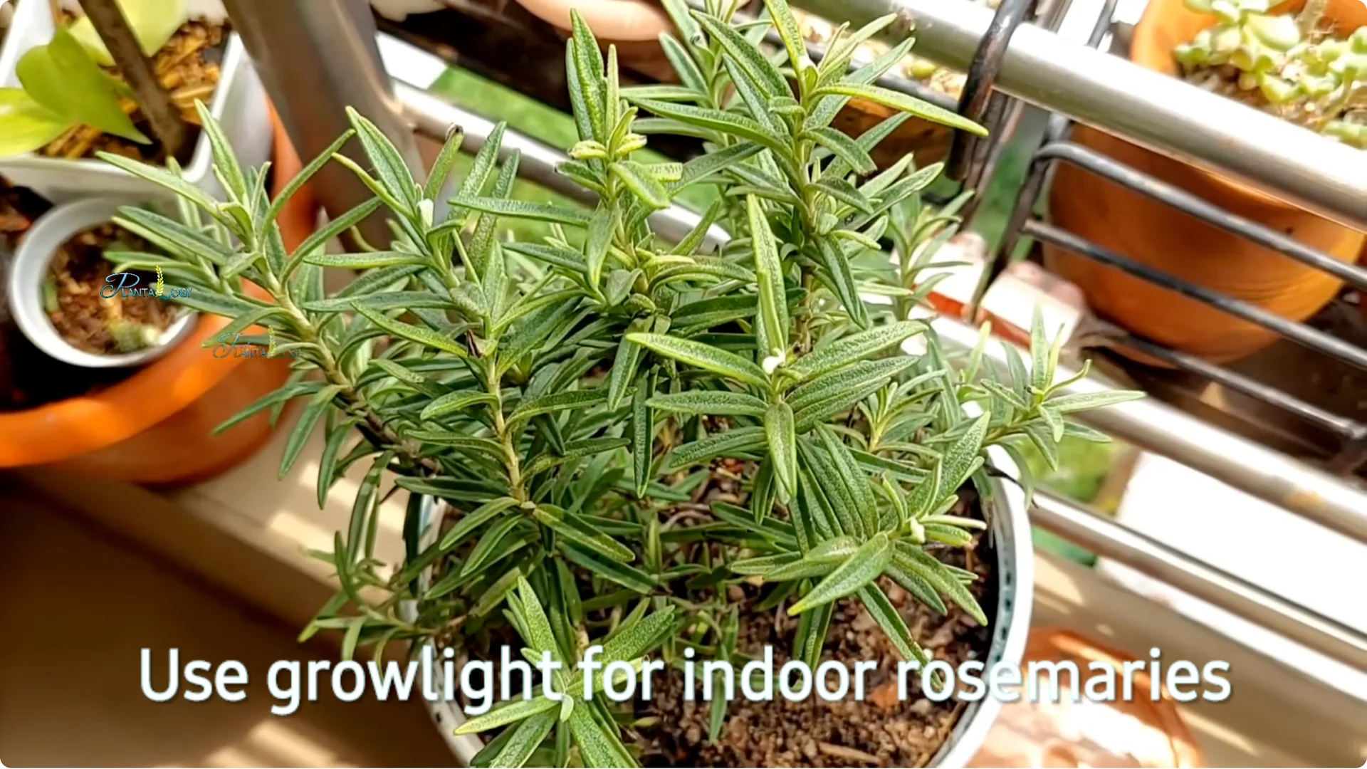 Why Are Your Rosemary Leaves Turning Brown? Key Care Tips screenshot 2