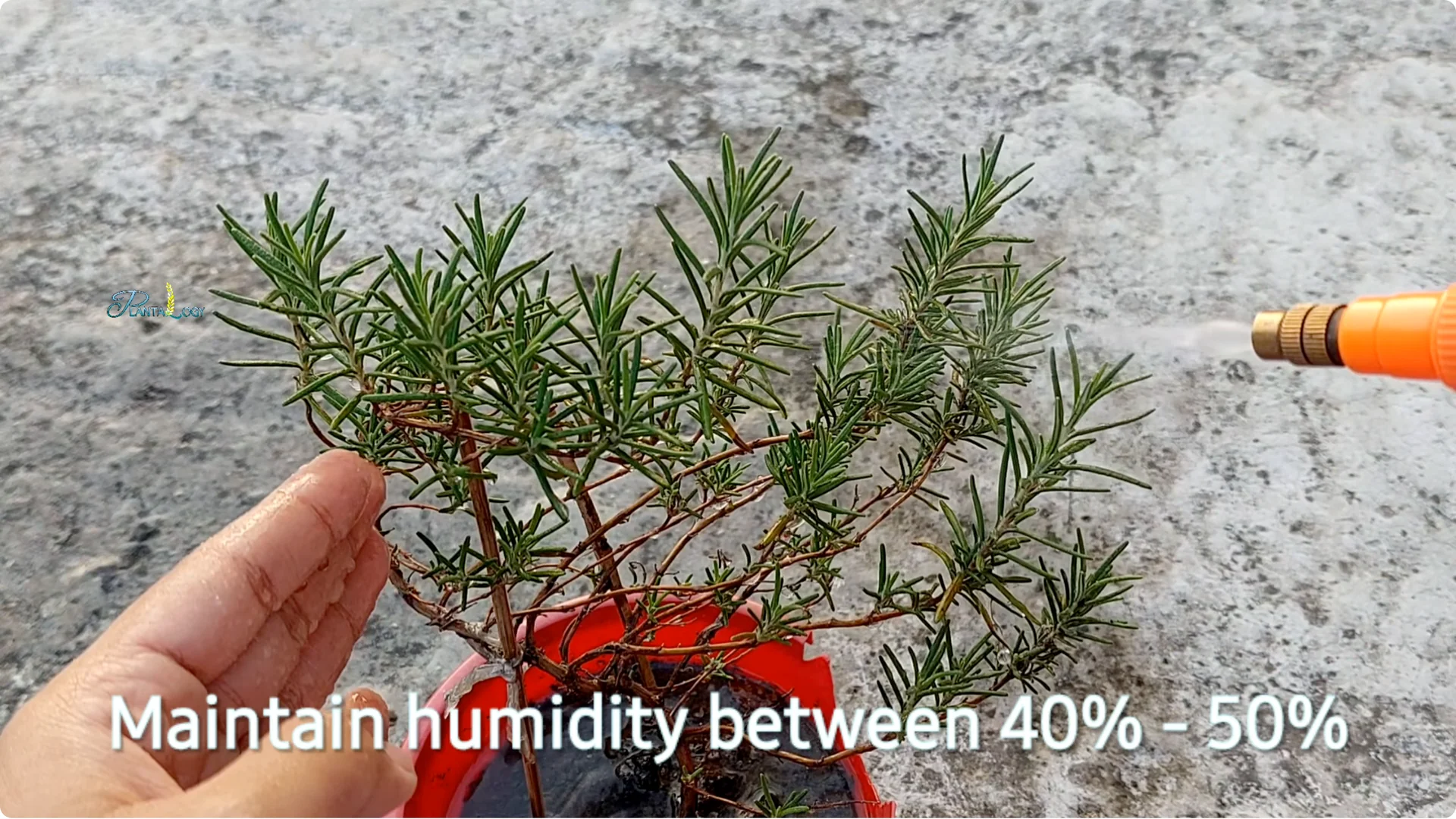 Why Are Your Rosemary Leaves Turning Brown? Key Care Tips screenshot 3