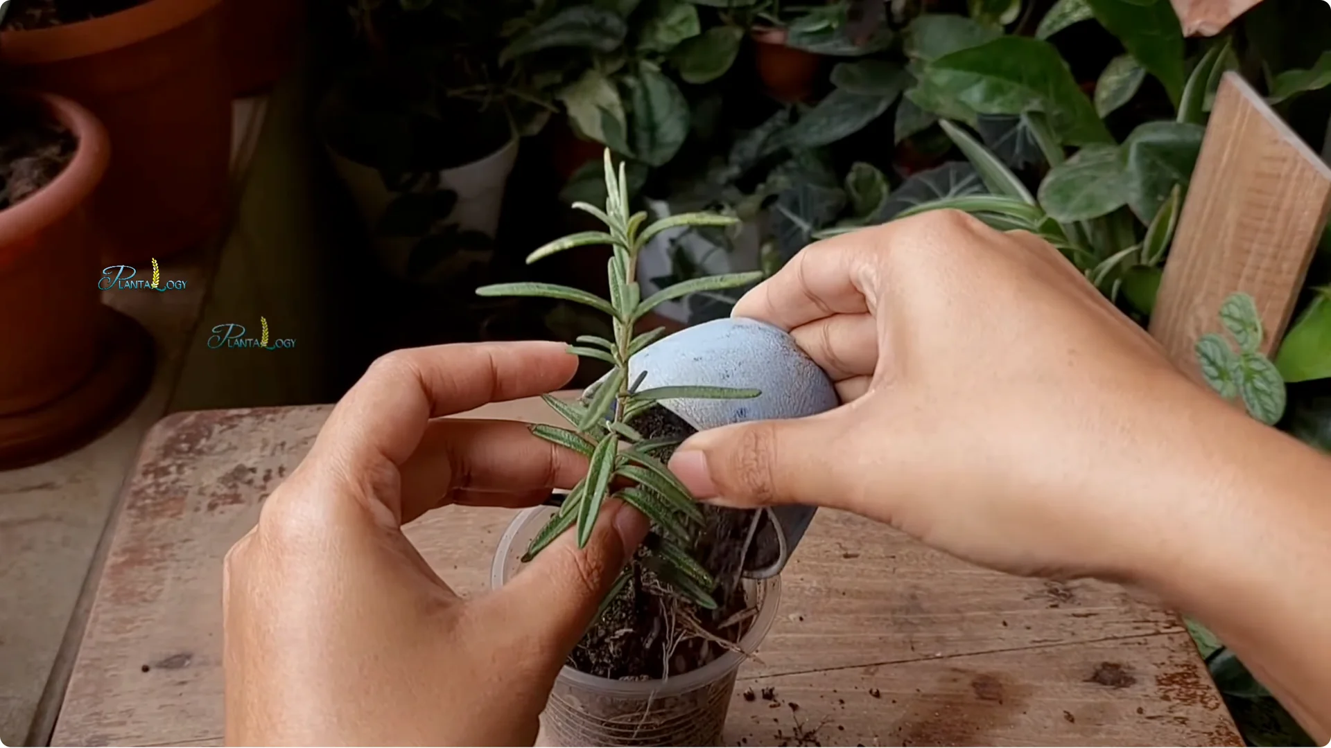 Why Are Your Rosemary Leaves Turning Brown? Key Care Tips screenshot 4