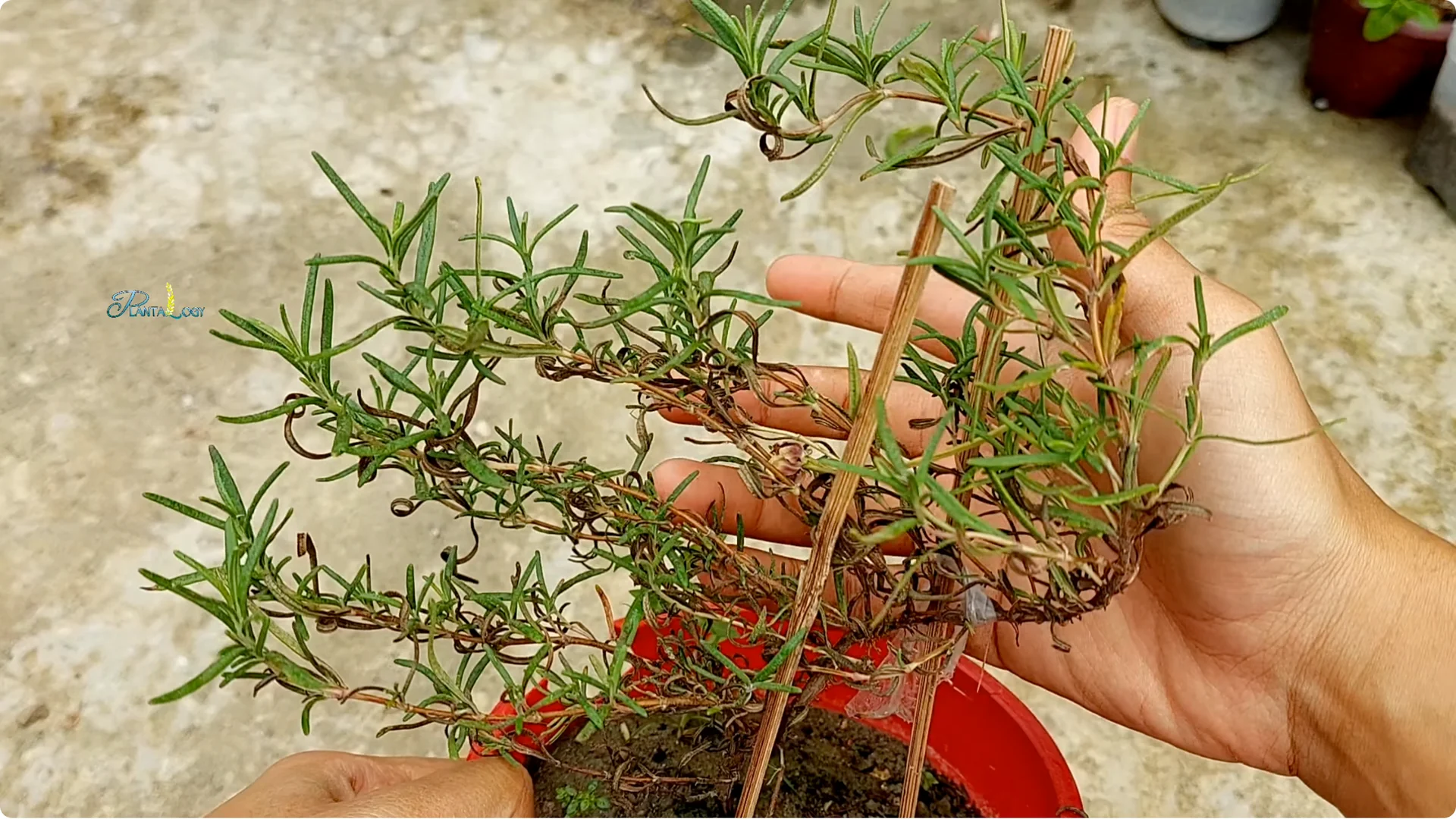 Why Are Your Rosemary Leaves Turning Brown? Key Care Tips screenshot 5