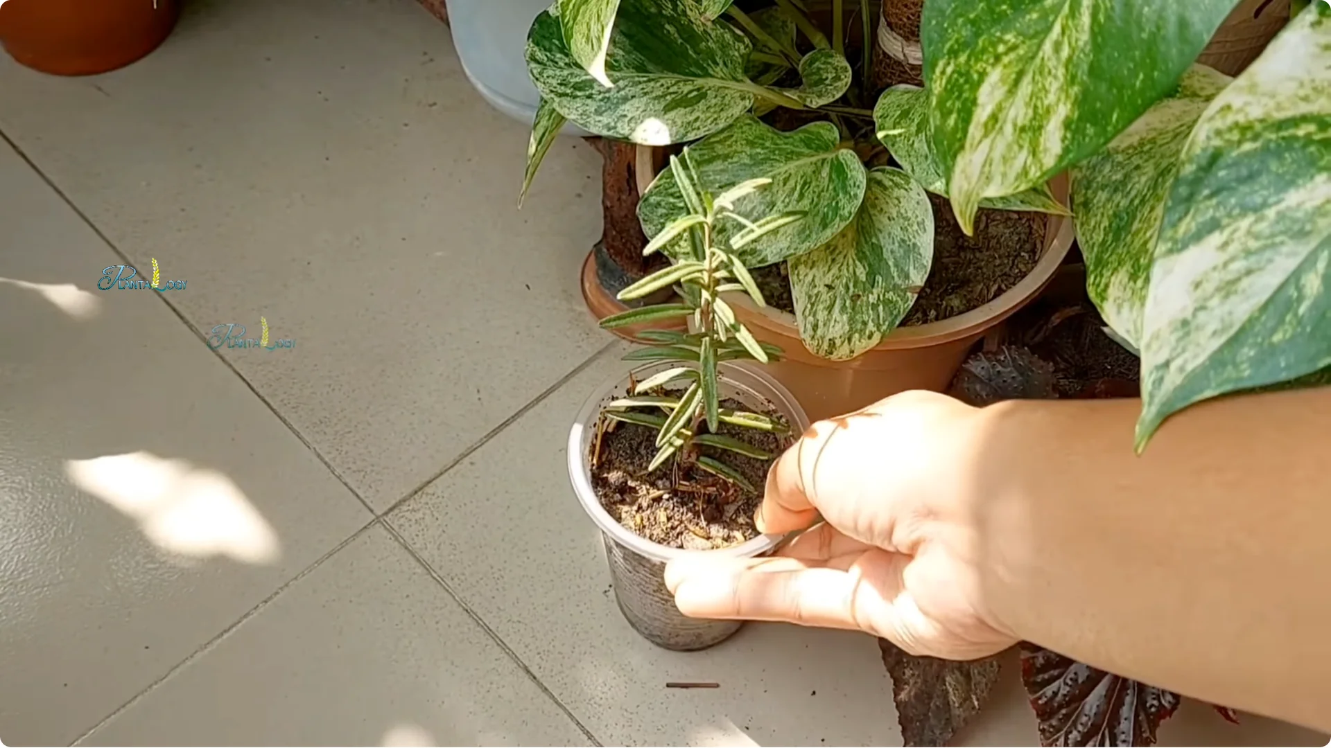 Why Are Your Rosemary Leaves Turning Brown? Key Care Tips screenshot 6