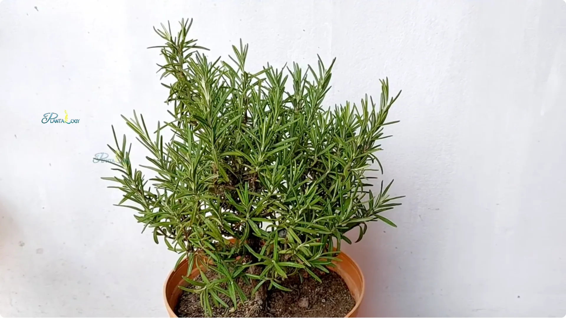 Why Are Your Rosemary Leaves Turning Brown? Key Care Tips screenshot 7