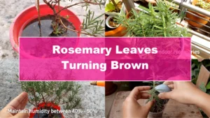 Why Are Your Rosemary Leaves Turning Brown? Key Care Tips - Featured Image
