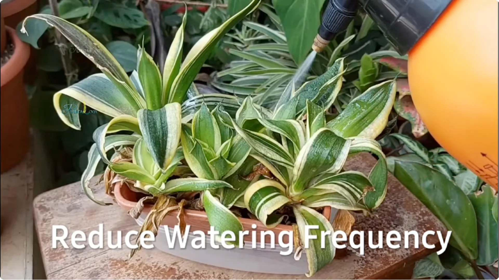 Why Are Your Snake Plant Leaves Turning Brown and Drooping? screenshot 2