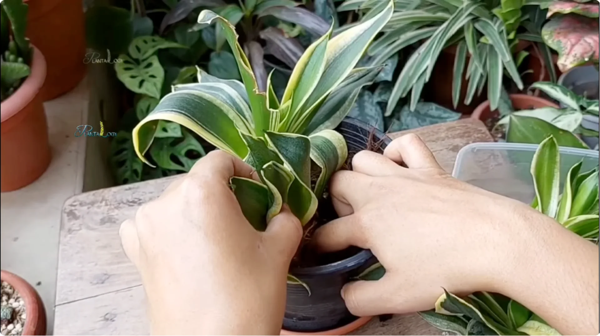Why Are Your Snake Plant Leaves Turning Brown and Drooping? screenshot 4