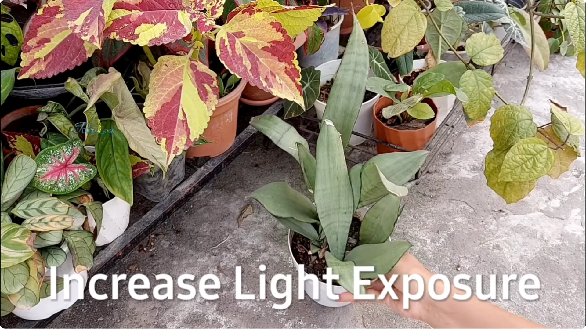 Why Are Your Snake Plant Leaves Turning Brown and Drooping? screenshot 6