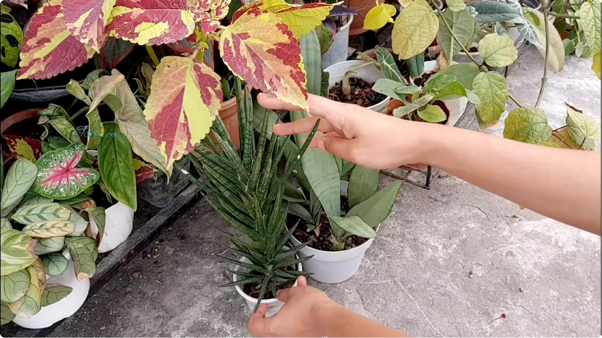 Why Are Your Snake Plant Leaves Turning Brown and Drooping? screenshot 7