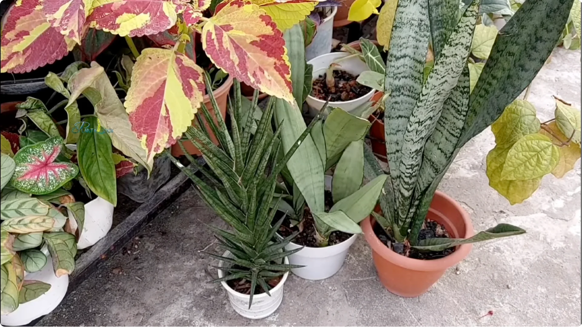 Why Are Your Snake Plant Leaves Turning Brown and Drooping? screenshot 8