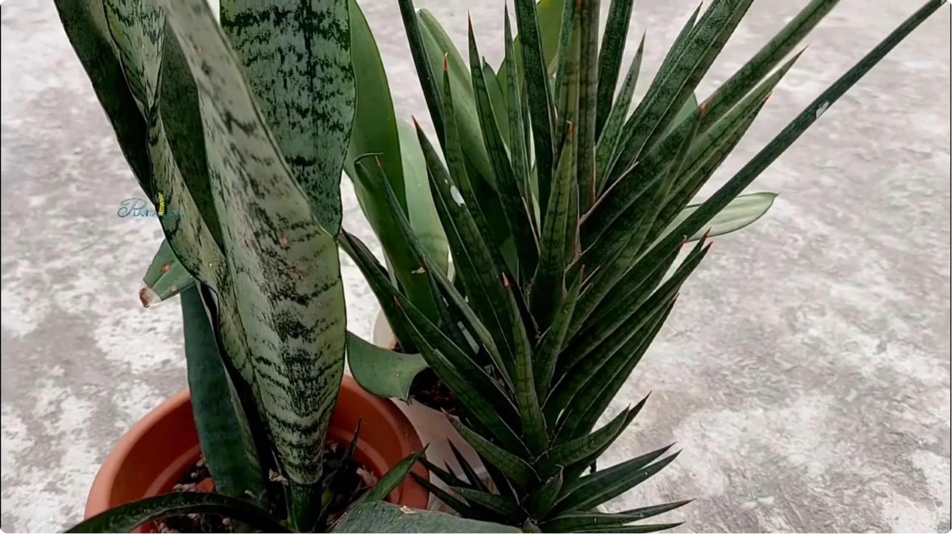 Why Are Your Snake Plant Leaves Turning Brown and Drooping? screenshot 9