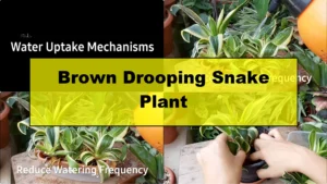 Why Are Your Snake Plant Leaves Turning Brown and Drooping? - Featured Image