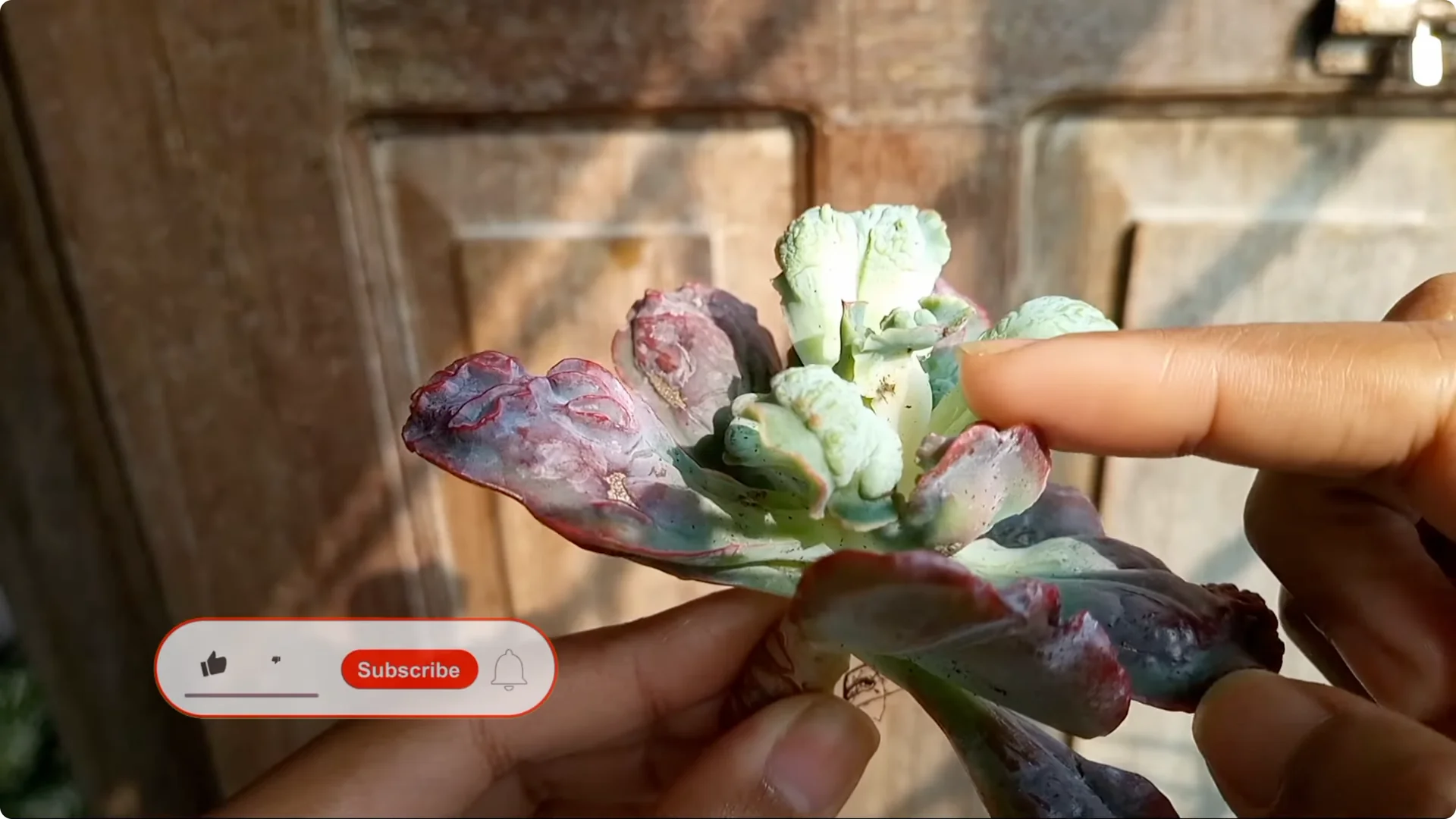 Why Are Your Succulent Plants Struggling to Survive? screenshot 1