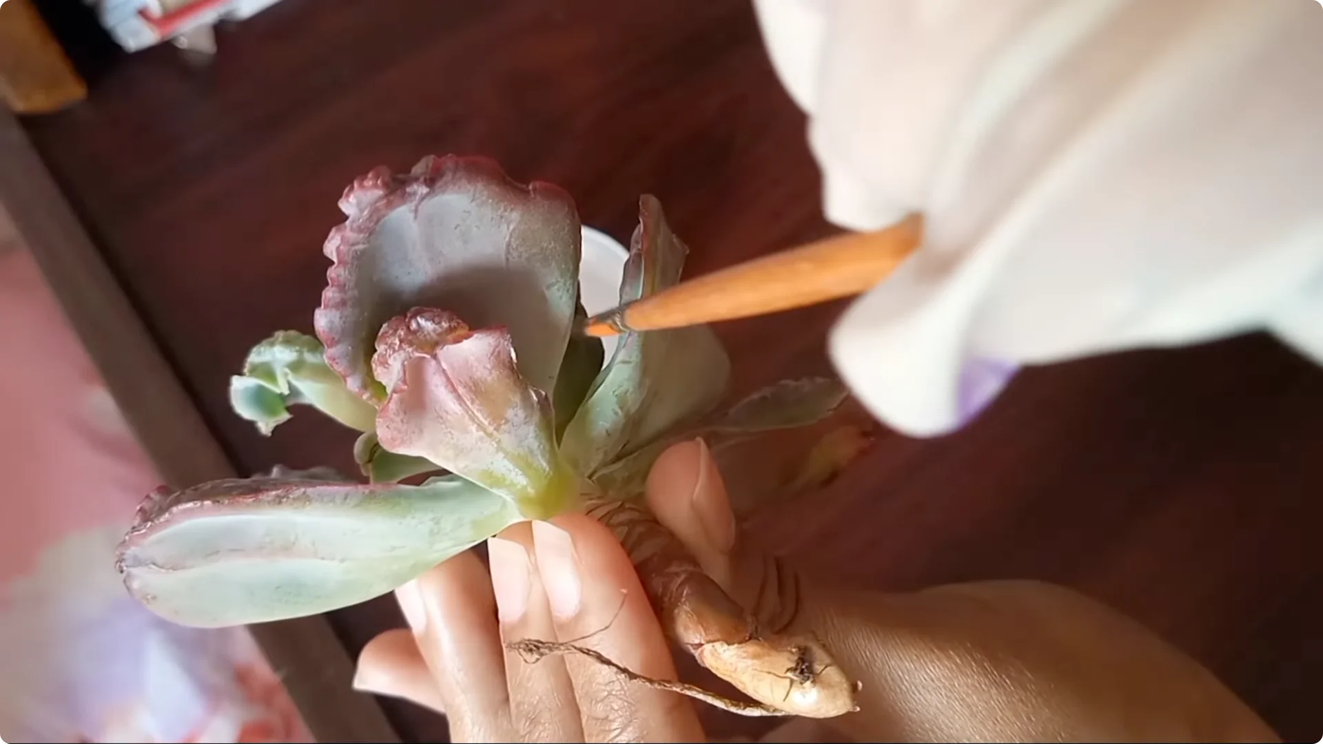 Why Are Your Succulent Plants Struggling to Survive? screenshot 11