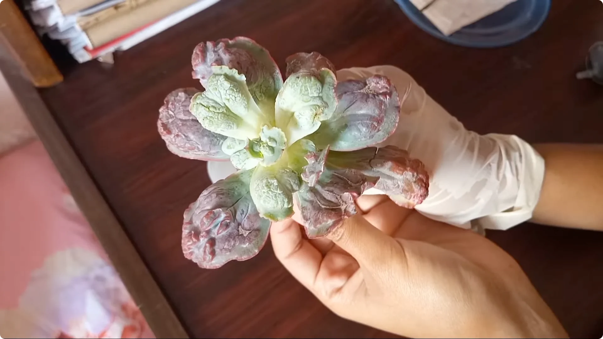 Why Are Your Succulent Plants Struggling to Survive? screenshot 12