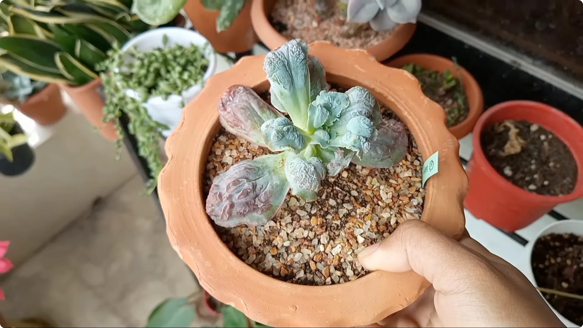 Why Are Your Succulent Plants Struggling to Survive? screenshot 13