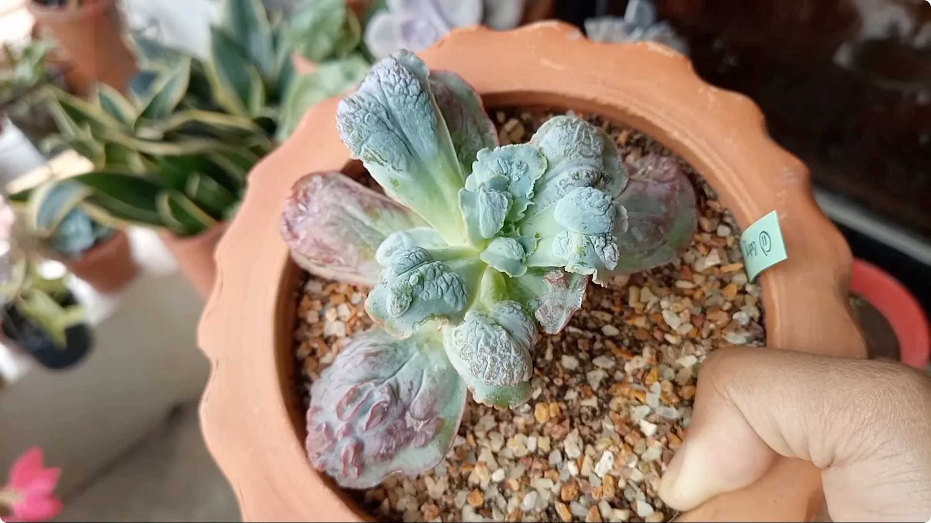 Why Are Your Succulent Plants Struggling to Survive? screenshot 14