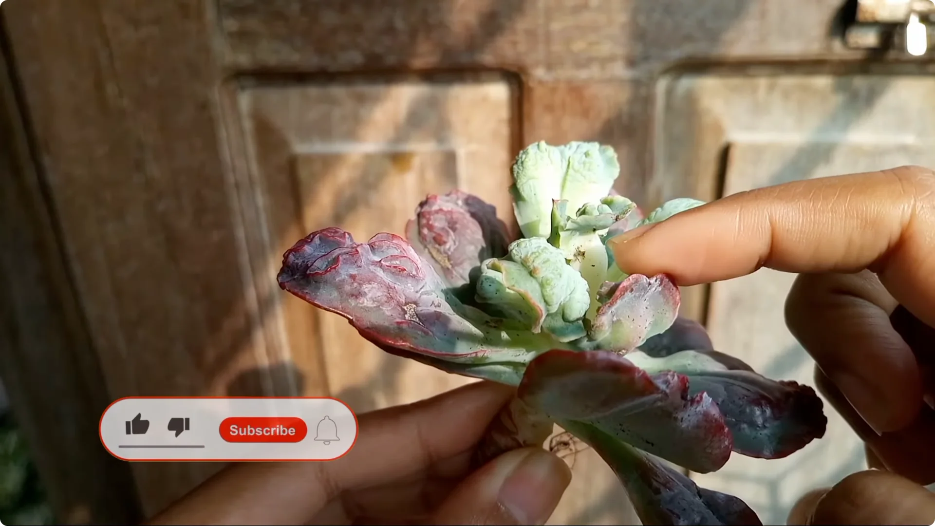 Why Are Your Succulent Plants Struggling to Survive? screenshot 2