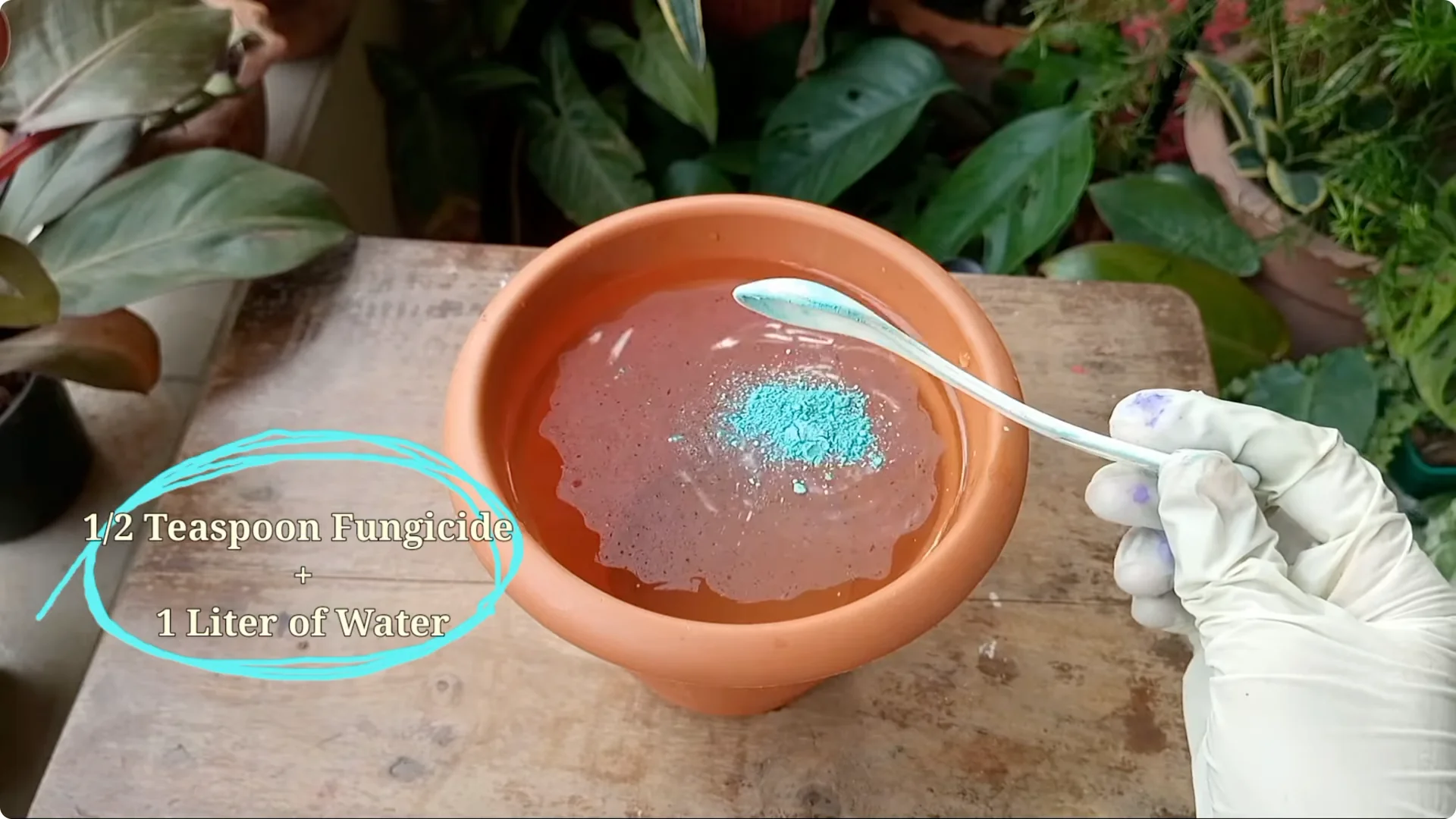 Why Are Your Succulent Plants Struggling to Survive? screenshot 4