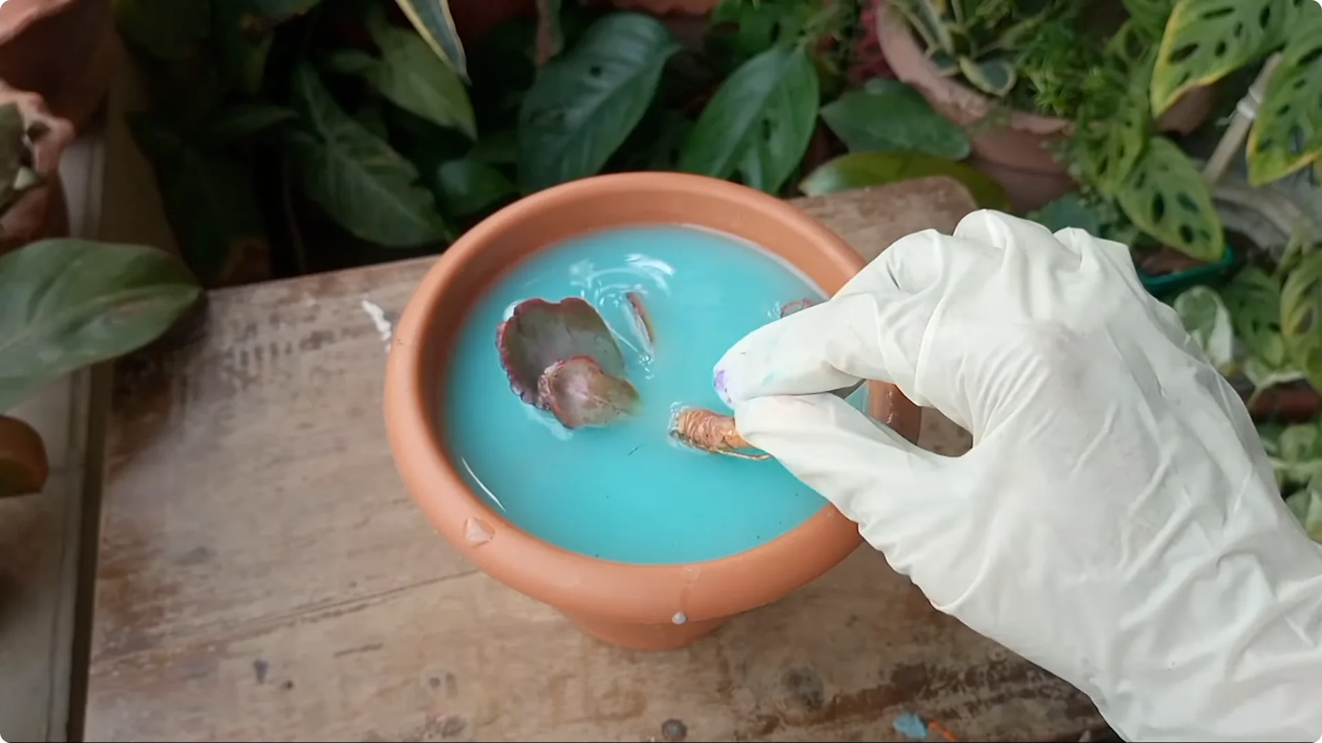 Why Are Your Succulent Plants Struggling to Survive? screenshot 5