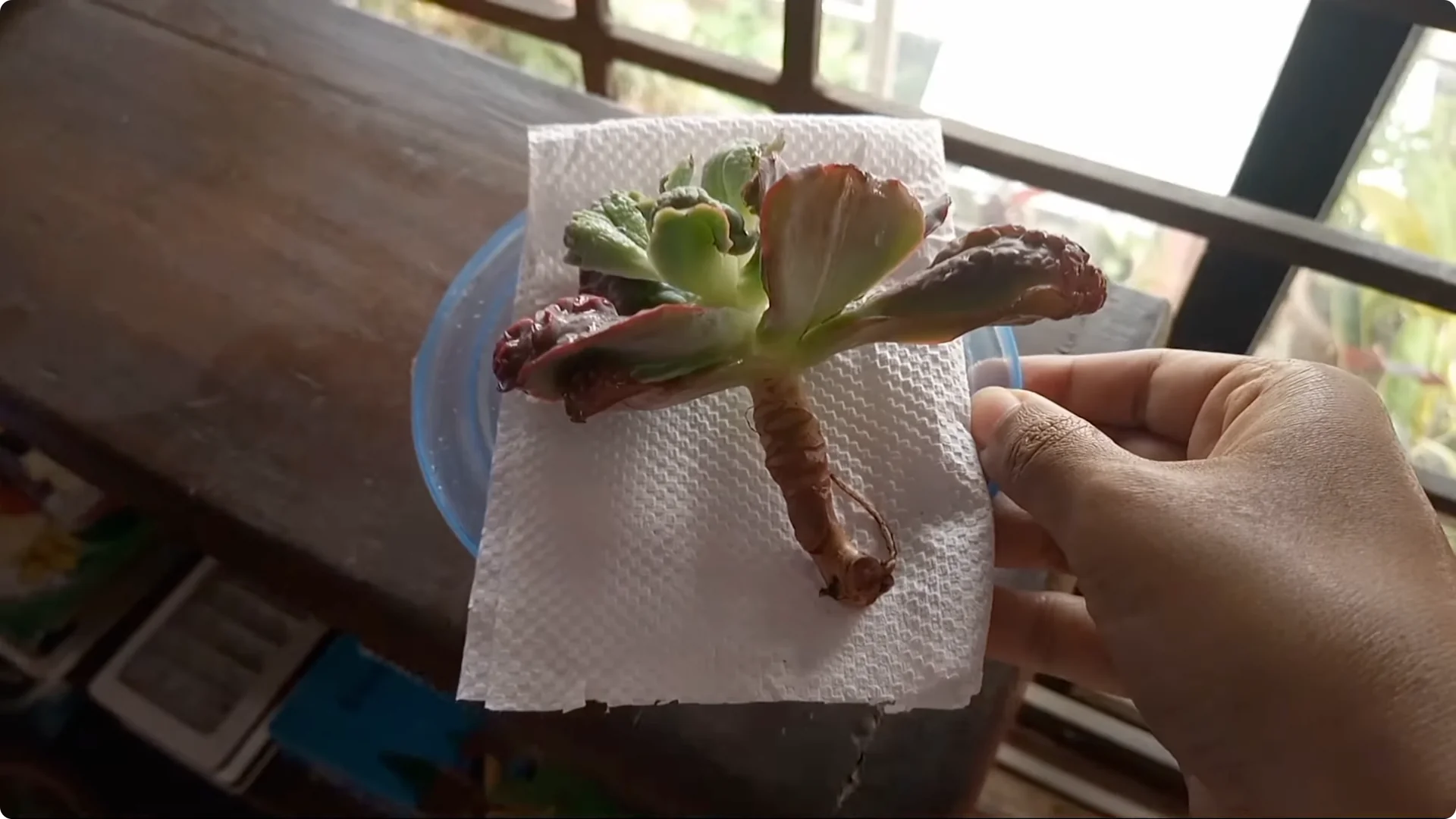 Why Are Your Succulent Plants Struggling to Survive? screenshot 6