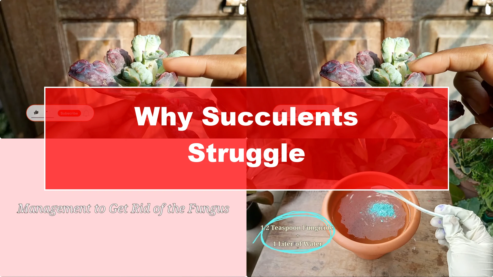 Why Are Your Succulent Plants Struggling to Survive? - Featured Image