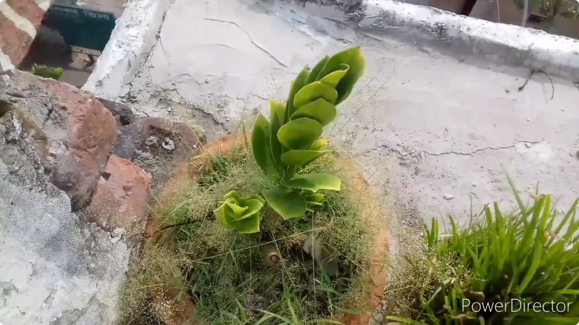 Why Are Your ZZ Plant Leaves Turning Yellow? Solutions Inside screenshot 1