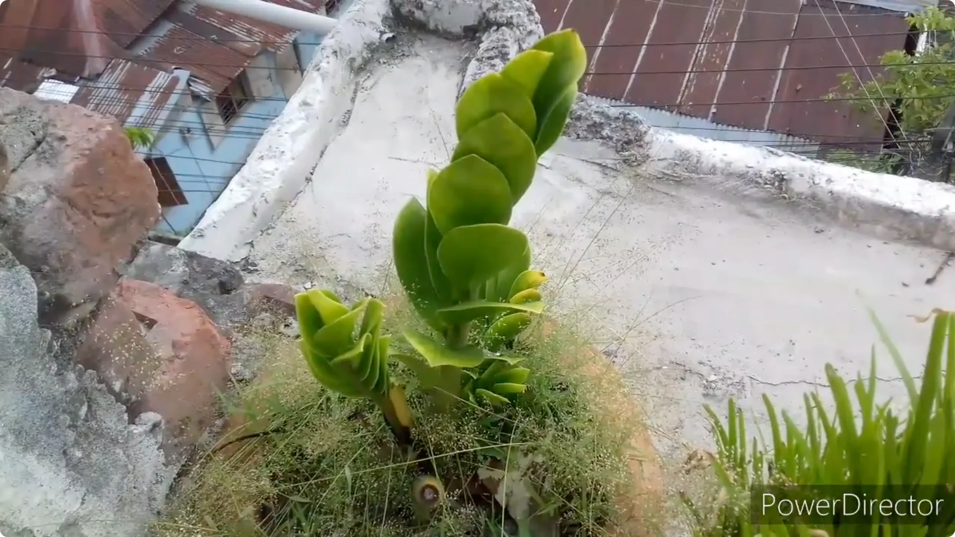 Why Are Your ZZ Plant Leaves Turning Yellow? Solutions Inside screenshot 10