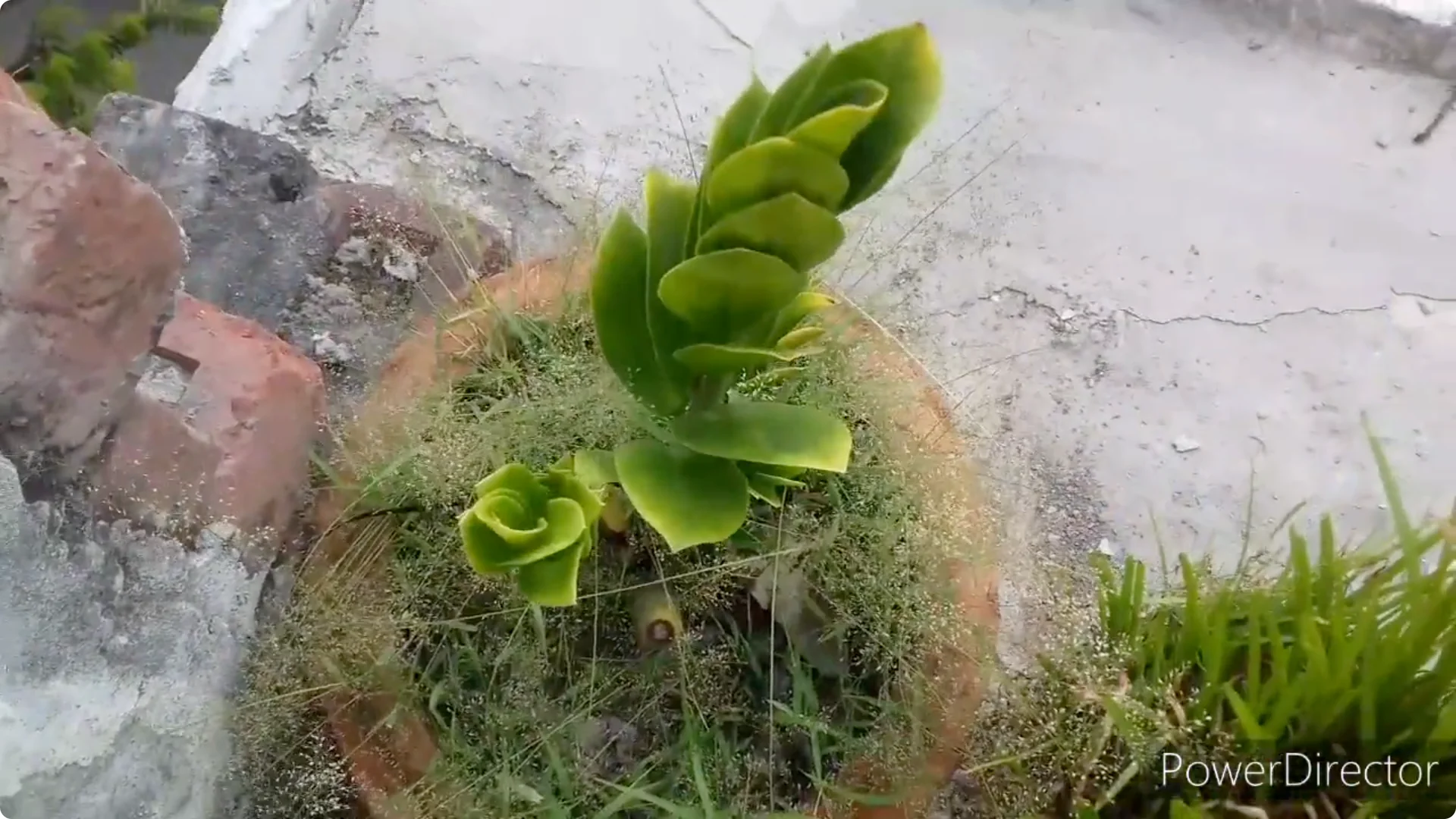 Why Are Your ZZ Plant Leaves Turning Yellow? Solutions Inside screenshot 12