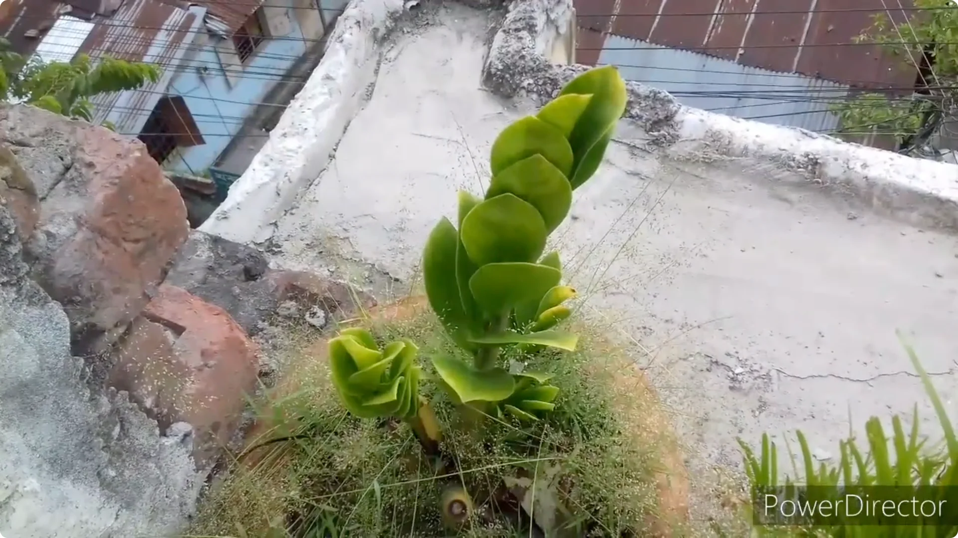 Why Are Your ZZ Plant Leaves Turning Yellow? Solutions Inside screenshot 13