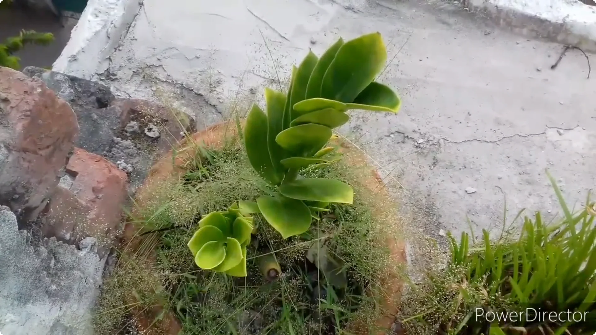 Why Are Your ZZ Plant Leaves Turning Yellow? Solutions Inside screenshot 14