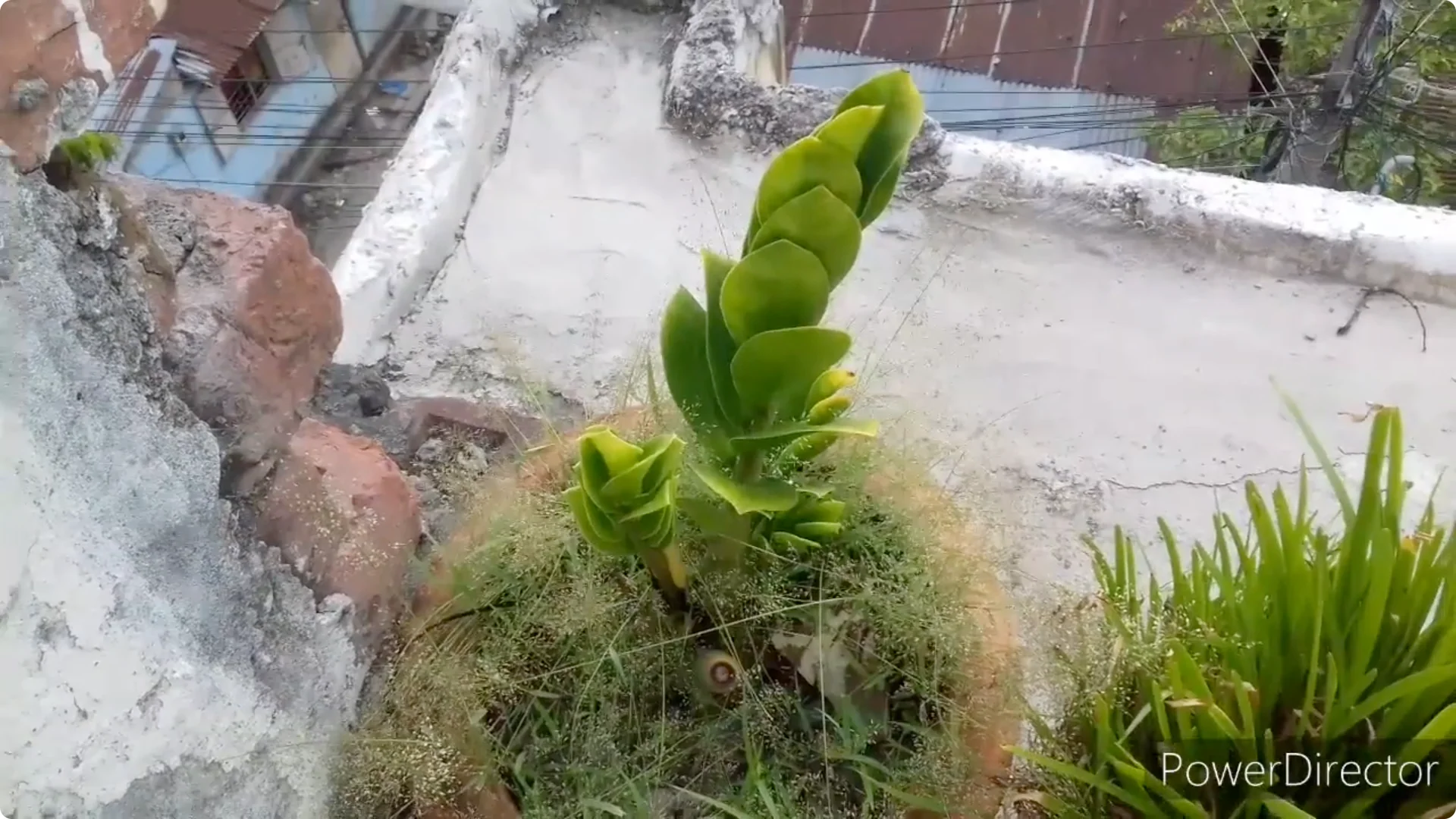 Why Are Your ZZ Plant Leaves Turning Yellow? Solutions Inside screenshot 15