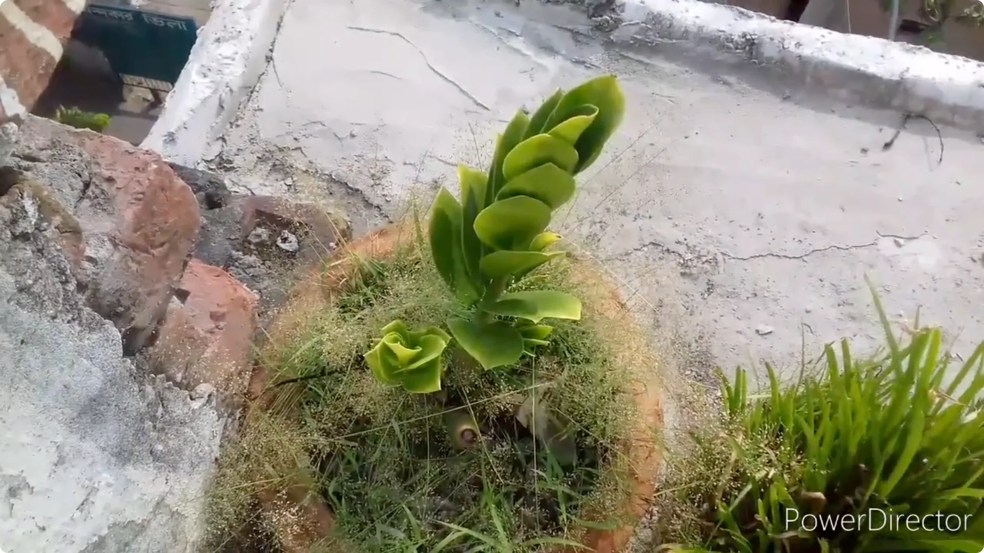 Why Are Your ZZ Plant Leaves Turning Yellow? Solutions Inside screenshot 16