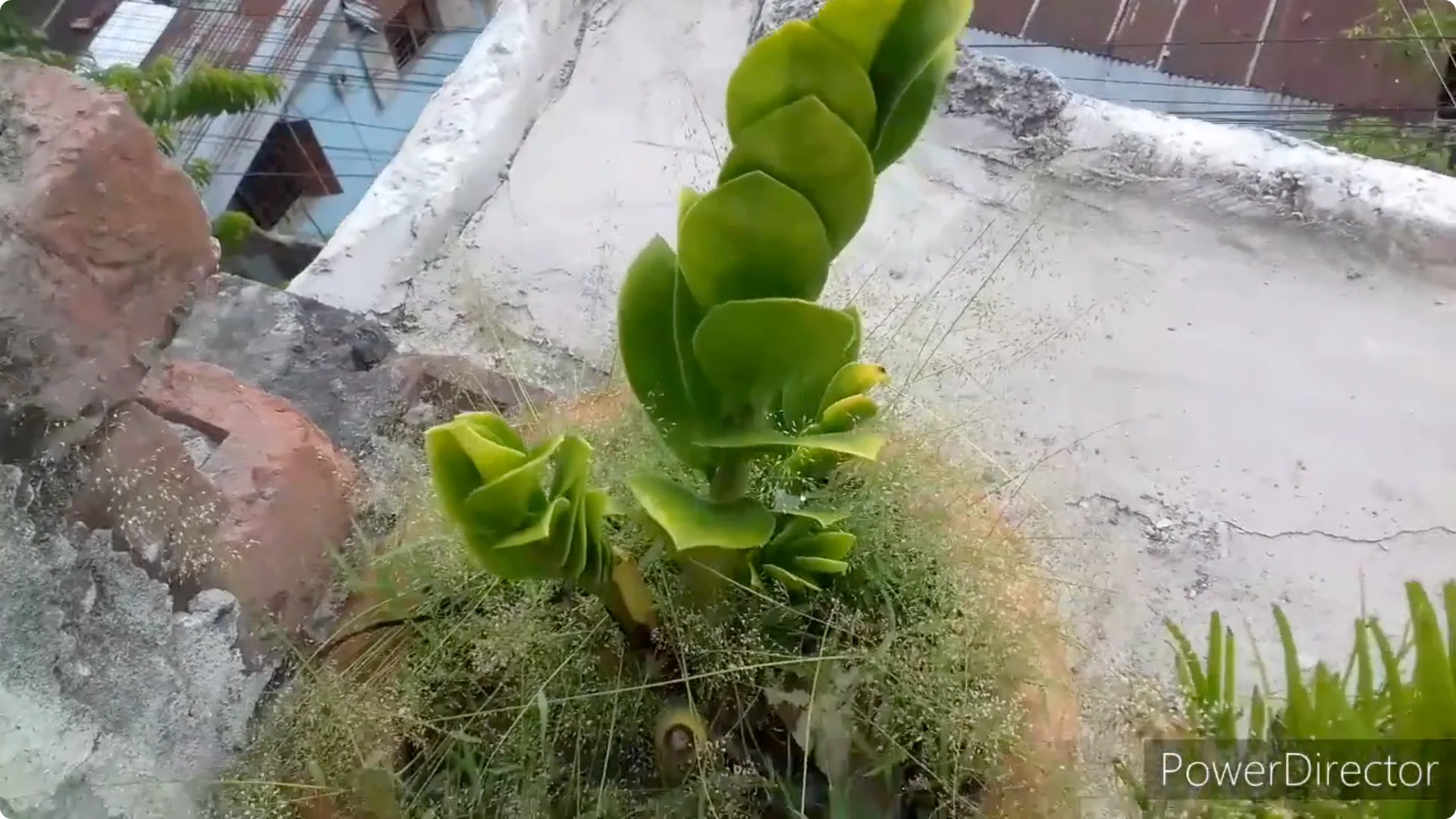 Why Are Your ZZ Plant Leaves Turning Yellow? Solutions Inside screenshot 2