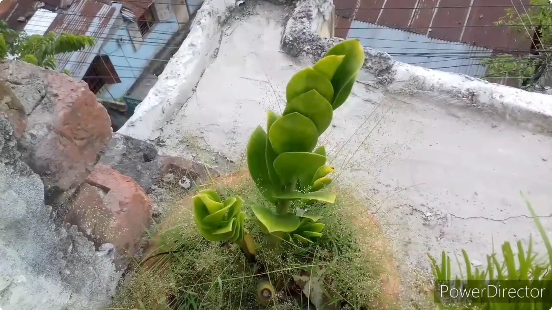 Why Are Your ZZ Plant Leaves Turning Yellow? Solutions Inside screenshot 3