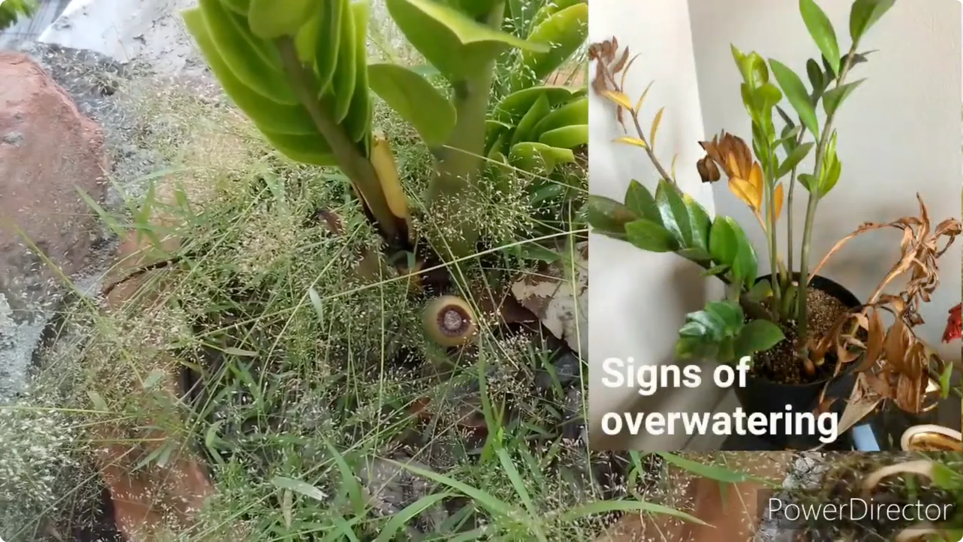 Why Are Your ZZ Plant Leaves Turning Yellow? Solutions Inside screenshot 4