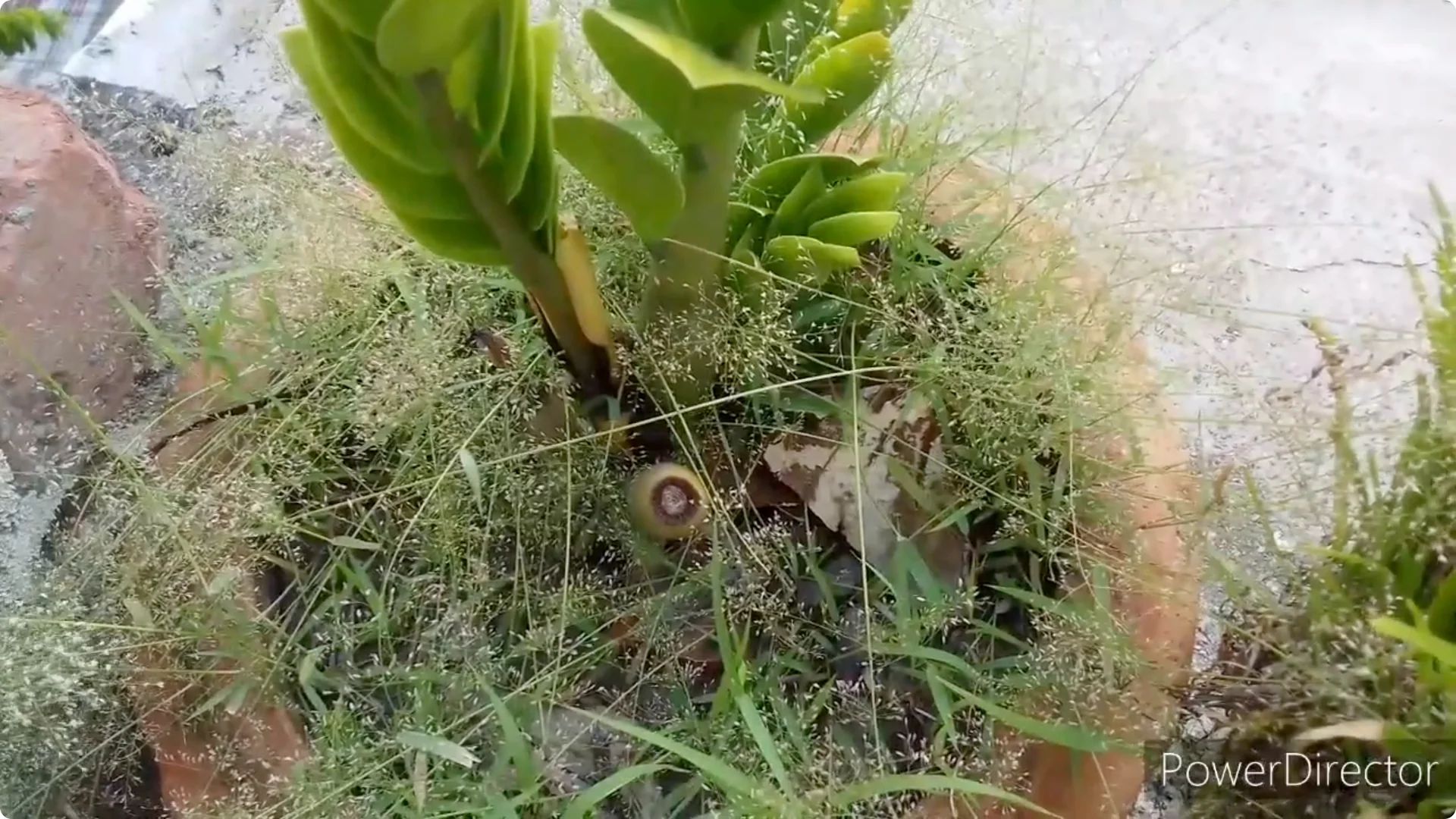 Why Are Your ZZ Plant Leaves Turning Yellow? Solutions Inside screenshot 5