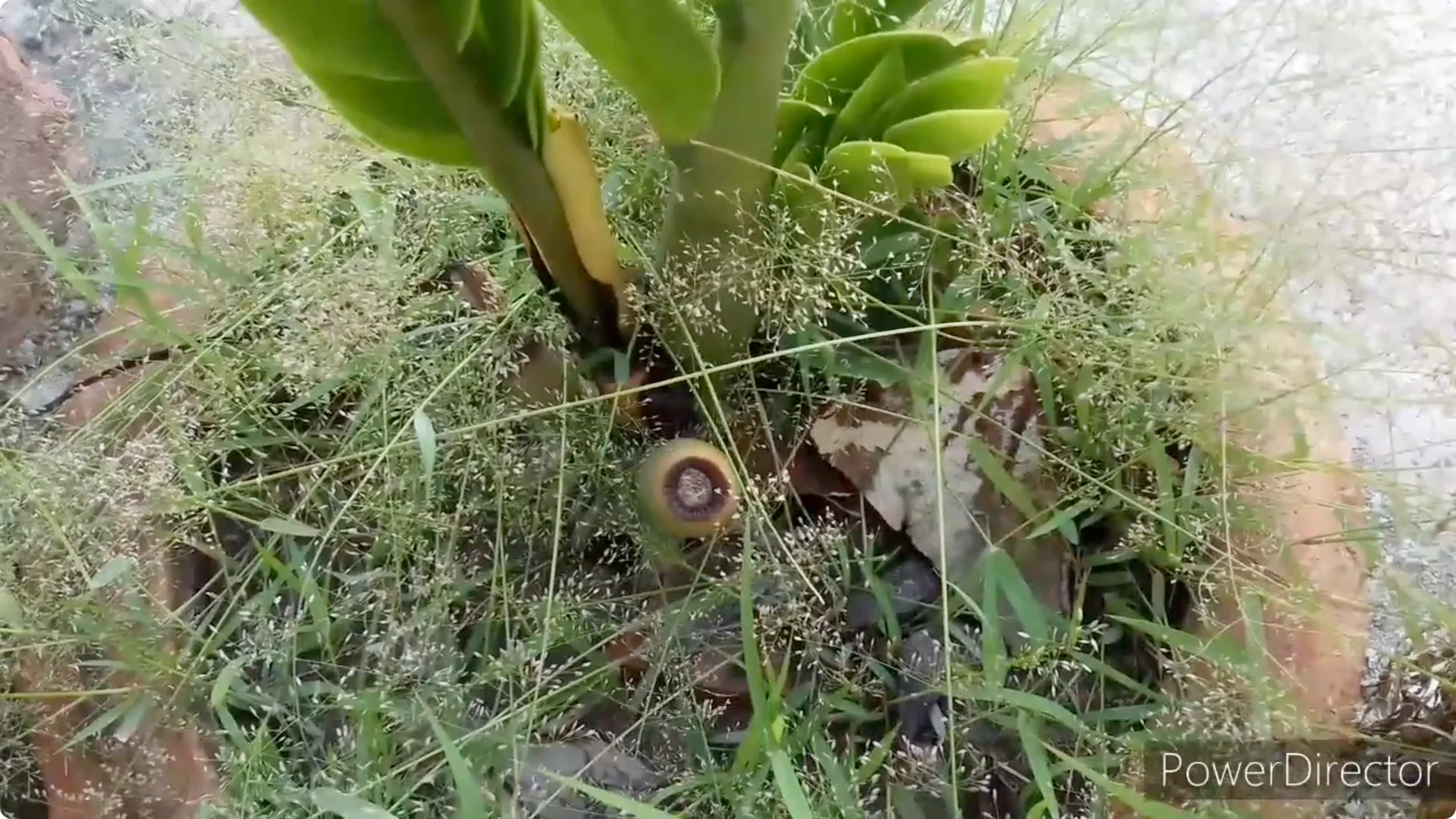 Why Are Your ZZ Plant Leaves Turning Yellow? Solutions Inside screenshot 6