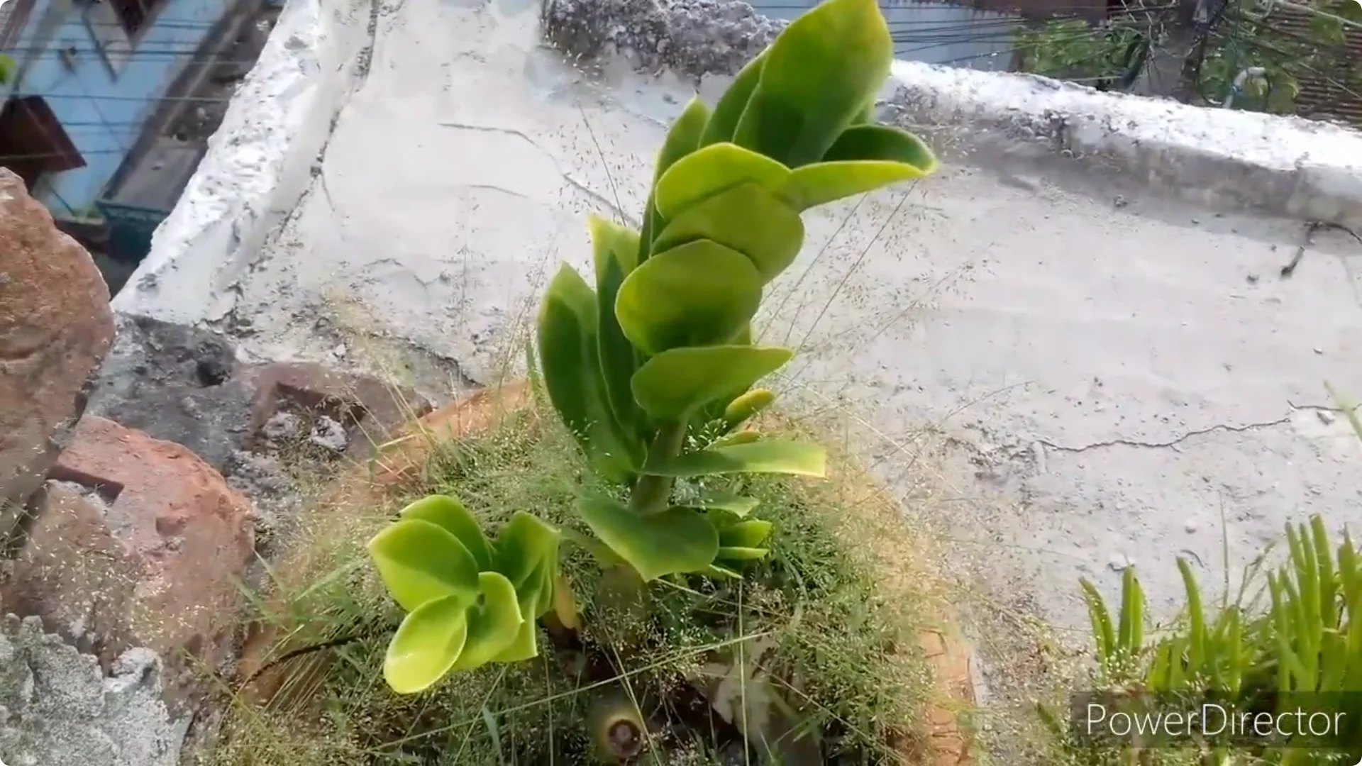 Why Are Your ZZ Plant Leaves Turning Yellow? Solutions Inside screenshot 7