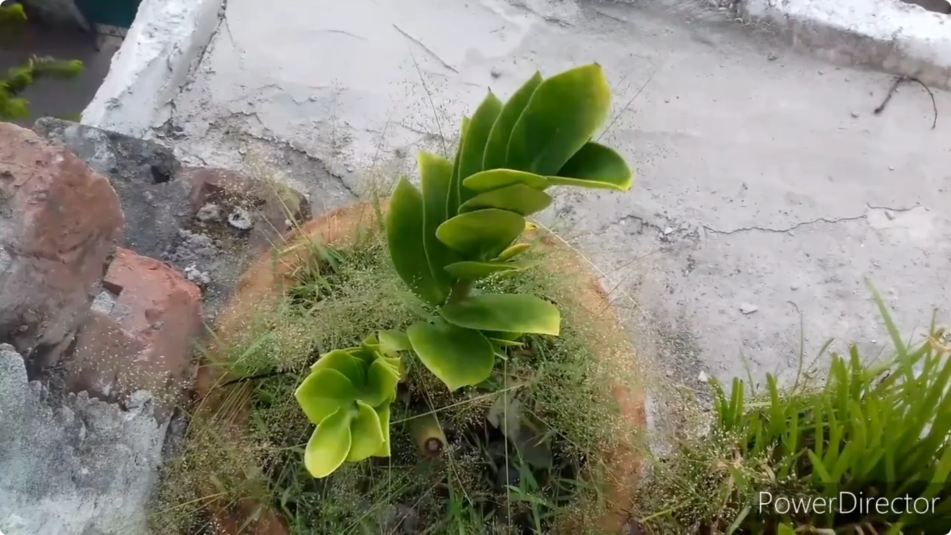 Why Are Your ZZ Plant Leaves Turning Yellow? Solutions Inside screenshot 8