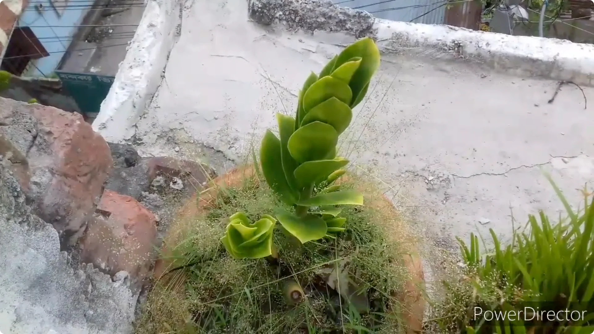 Why Are Your ZZ Plant Leaves Turning Yellow? Solutions Inside screenshot 9