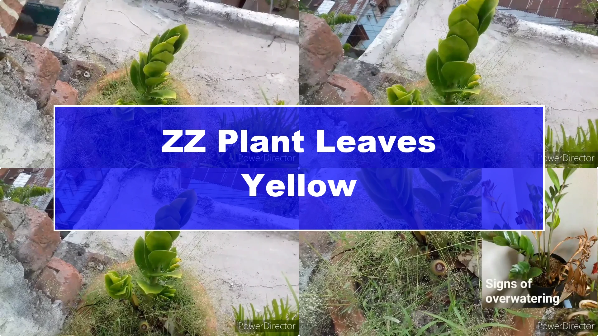 Why Are Your ZZ Plant Leaves Turning Yellow? Solutions Inside - Featured Image