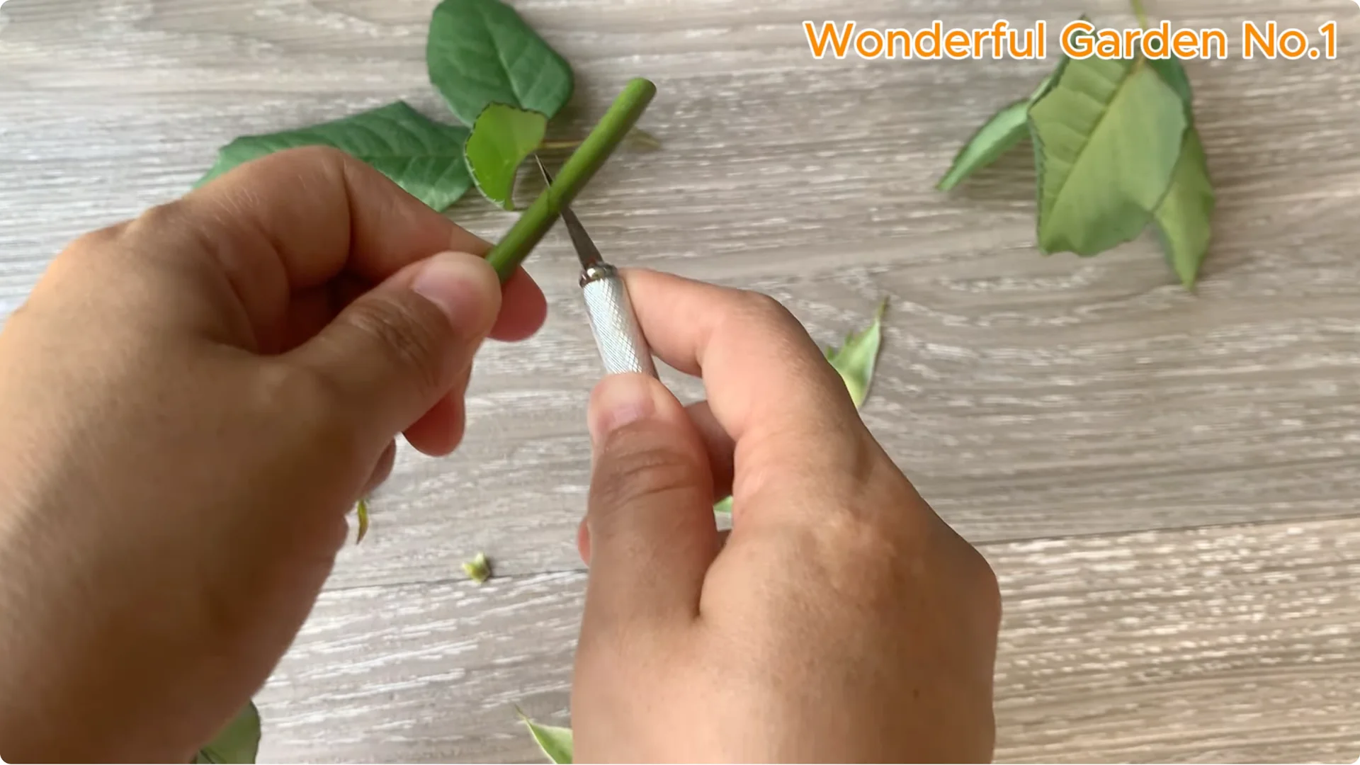 Why Is Just Lemon's Hip Branch Blooming So Beautifully? screenshot 10