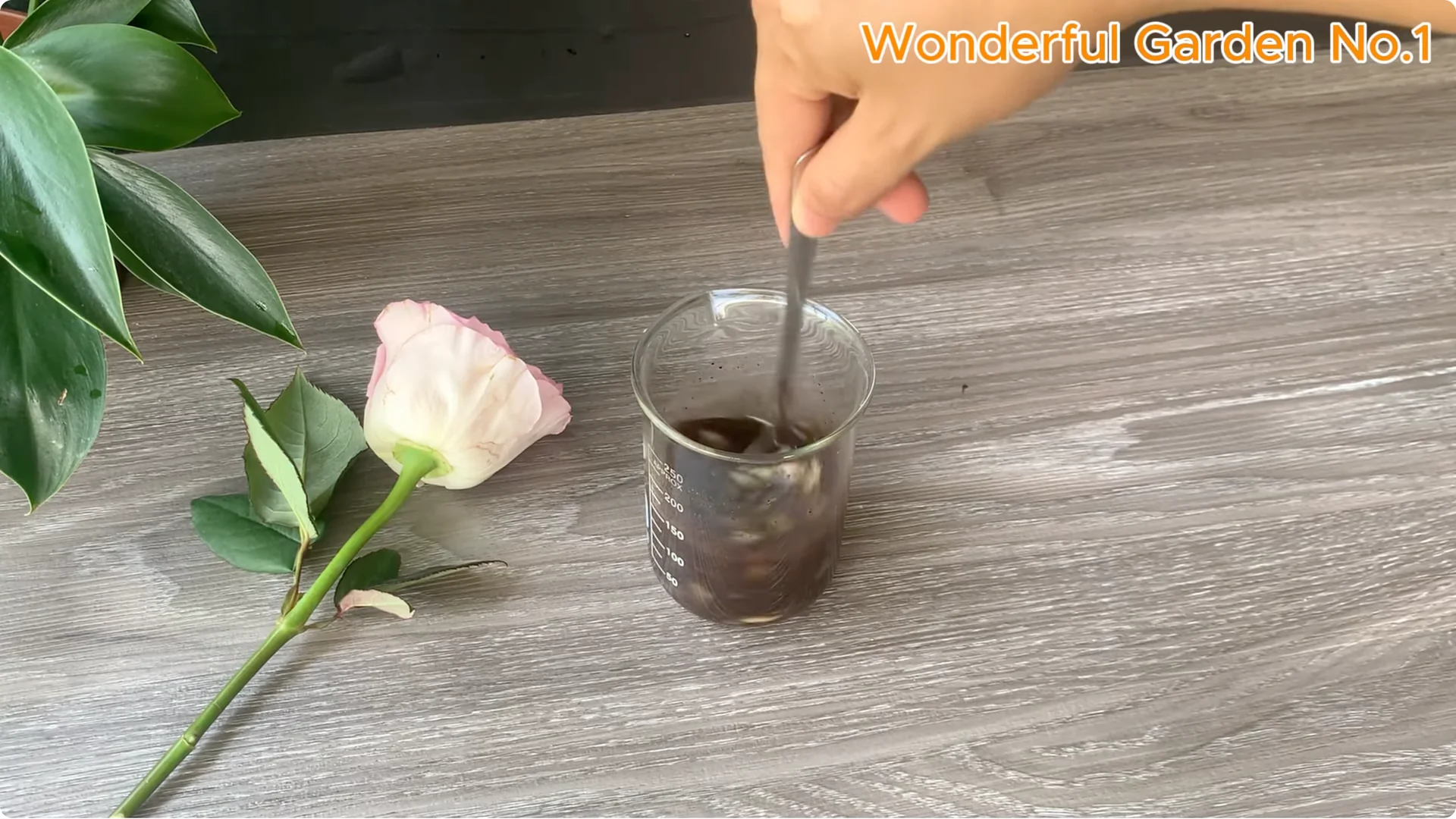 Why Is Just Lemon's Hip Branch Blooming So Beautifully? screenshot 11