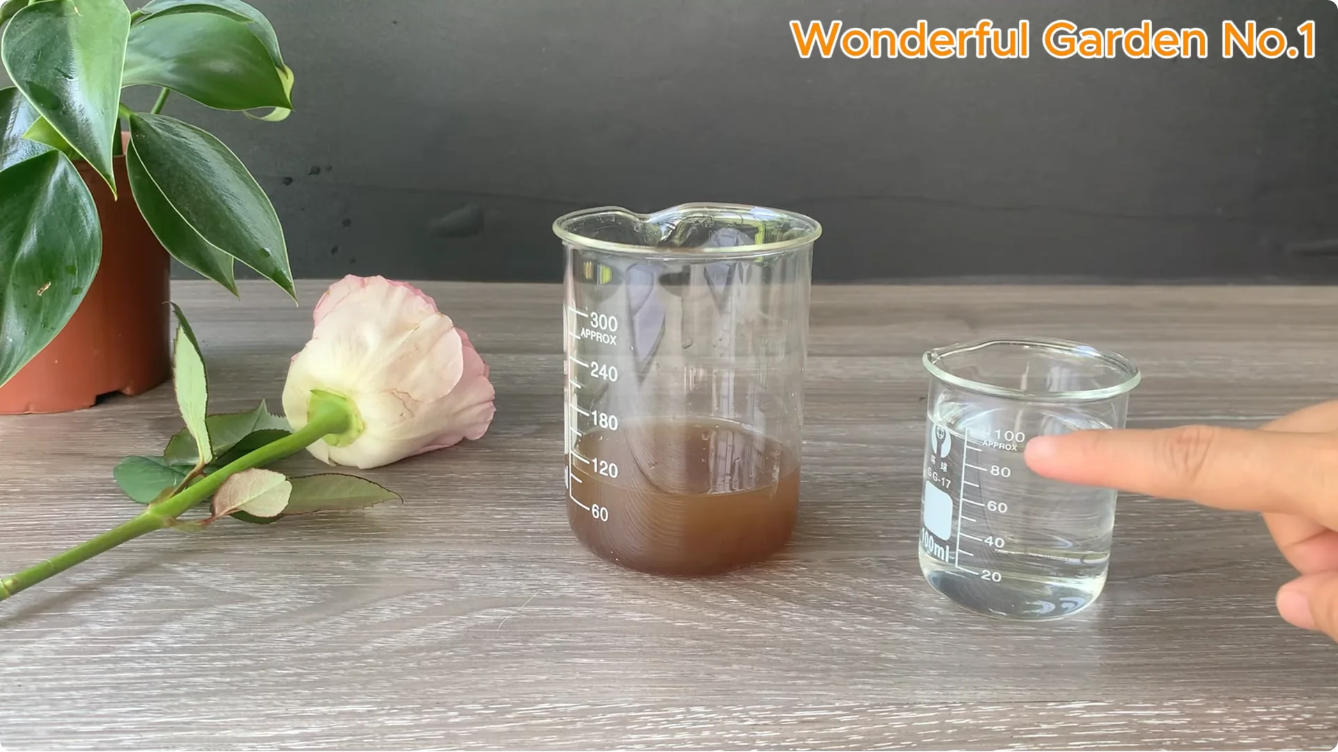 Why Is Just Lemon's Hip Branch Blooming So Beautifully? screenshot 12