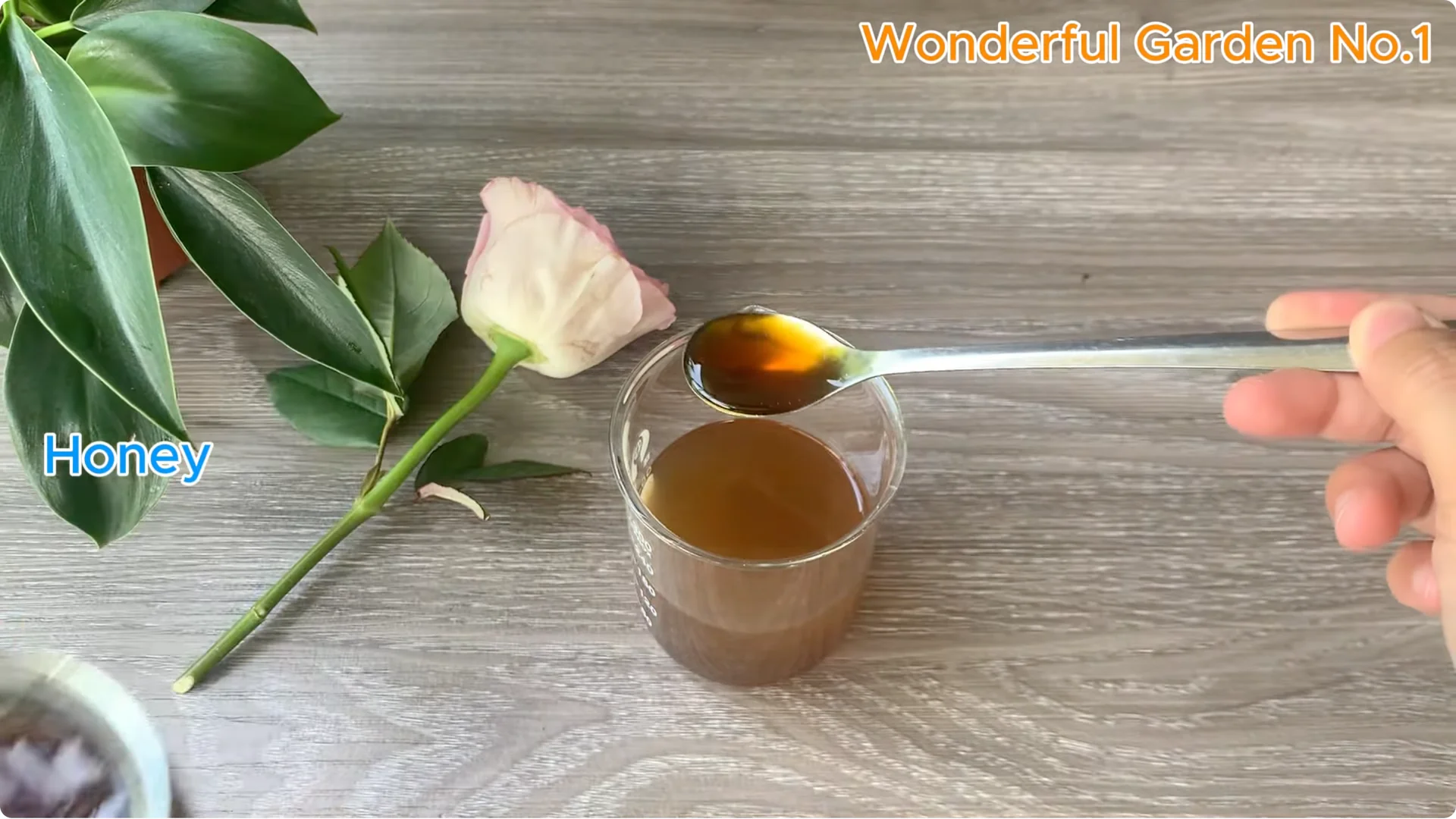 Why Is Just Lemon's Hip Branch Blooming So Beautifully? screenshot 13