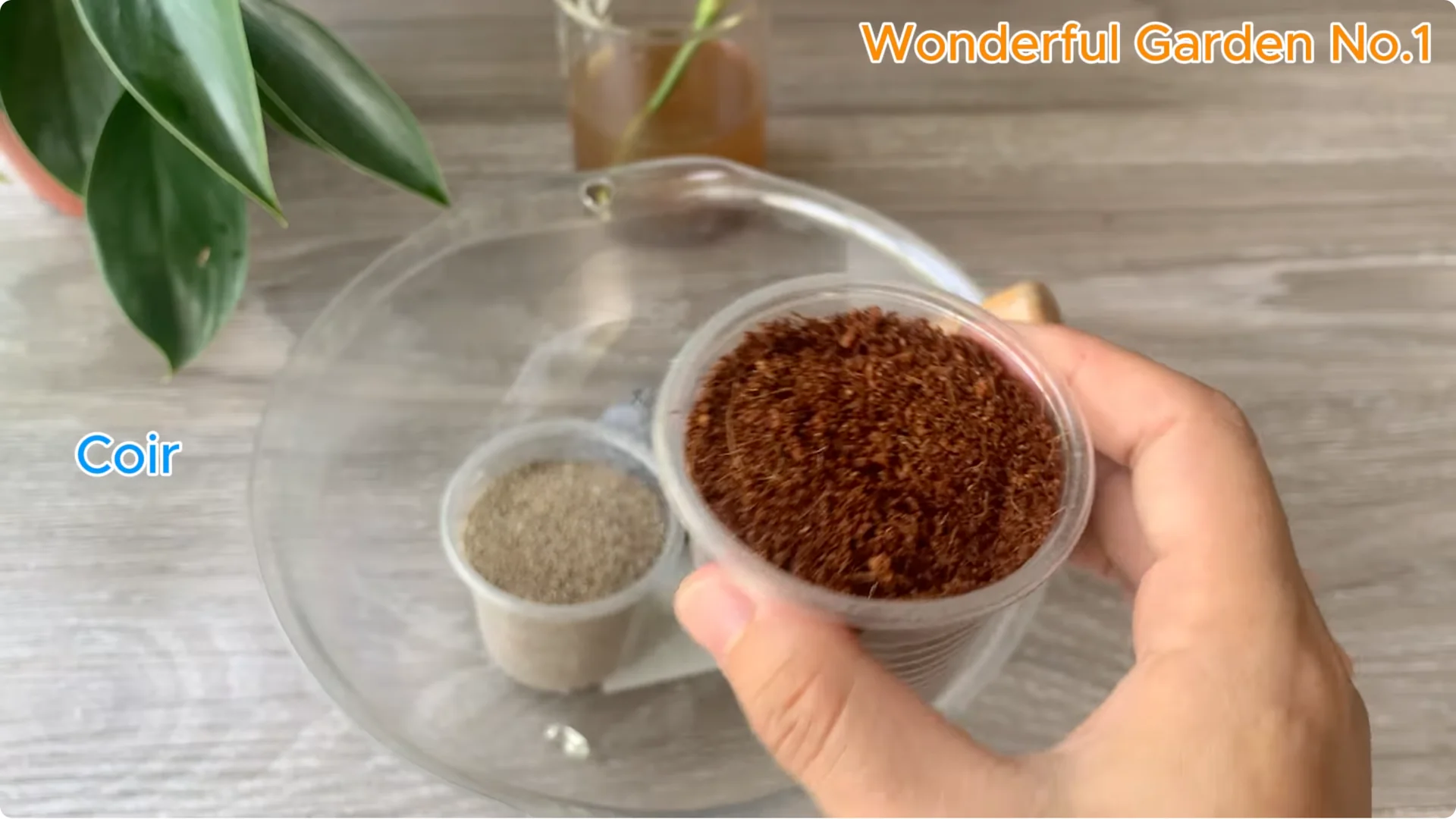 Why Is Just Lemon's Hip Branch Blooming So Beautifully? screenshot 15