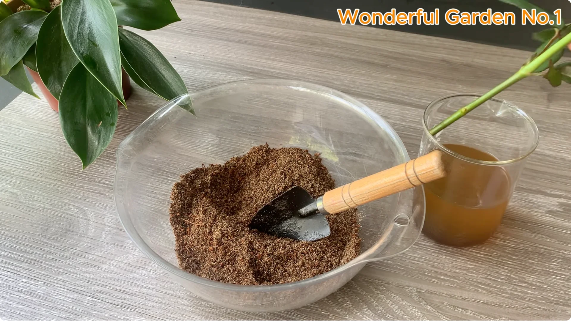 Why Is Just Lemon's Hip Branch Blooming So Beautifully? screenshot 16