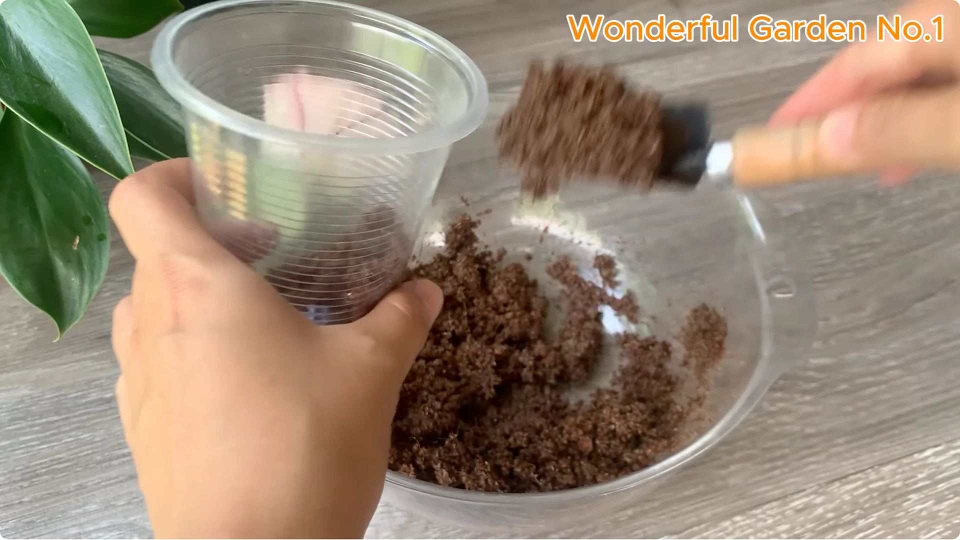 Why Is Just Lemon's Hip Branch Blooming So Beautifully? screenshot 17